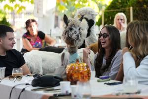 Not your everyday coffee in a Serbia cafe. Enjoy it in the company of alpacas
