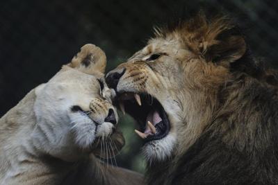 The top photos of the day by AP's photojournalists
