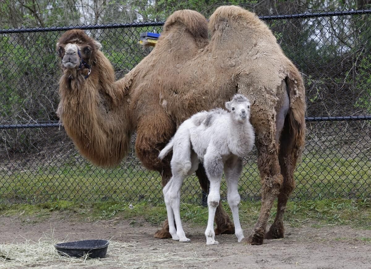 Camel and outlet baby