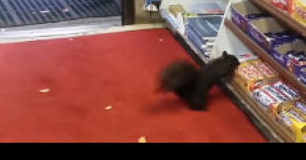 Squirrels stealing chocolate bars driving Toronto store owner nuts