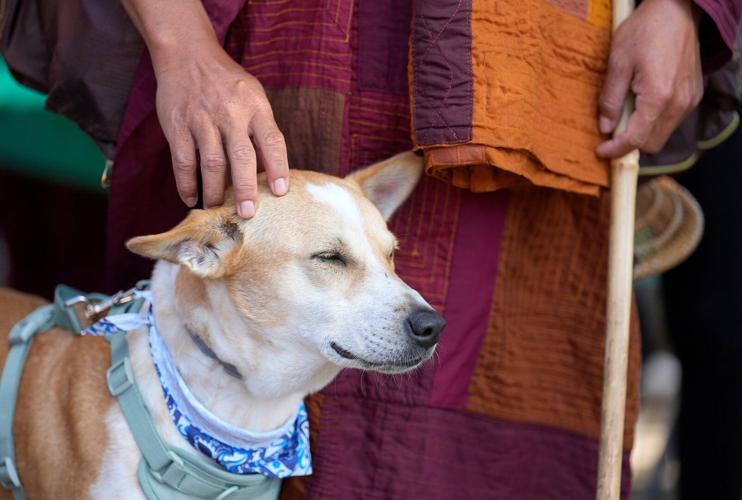 Monks Rescued Dog Photos of monks and rescue dog as they finish cross-country peace walk ...