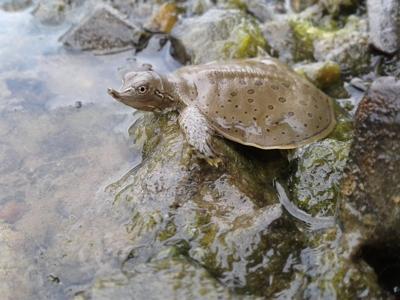 Spiny Softshell Turtle for sale online buy baby spiny softshell