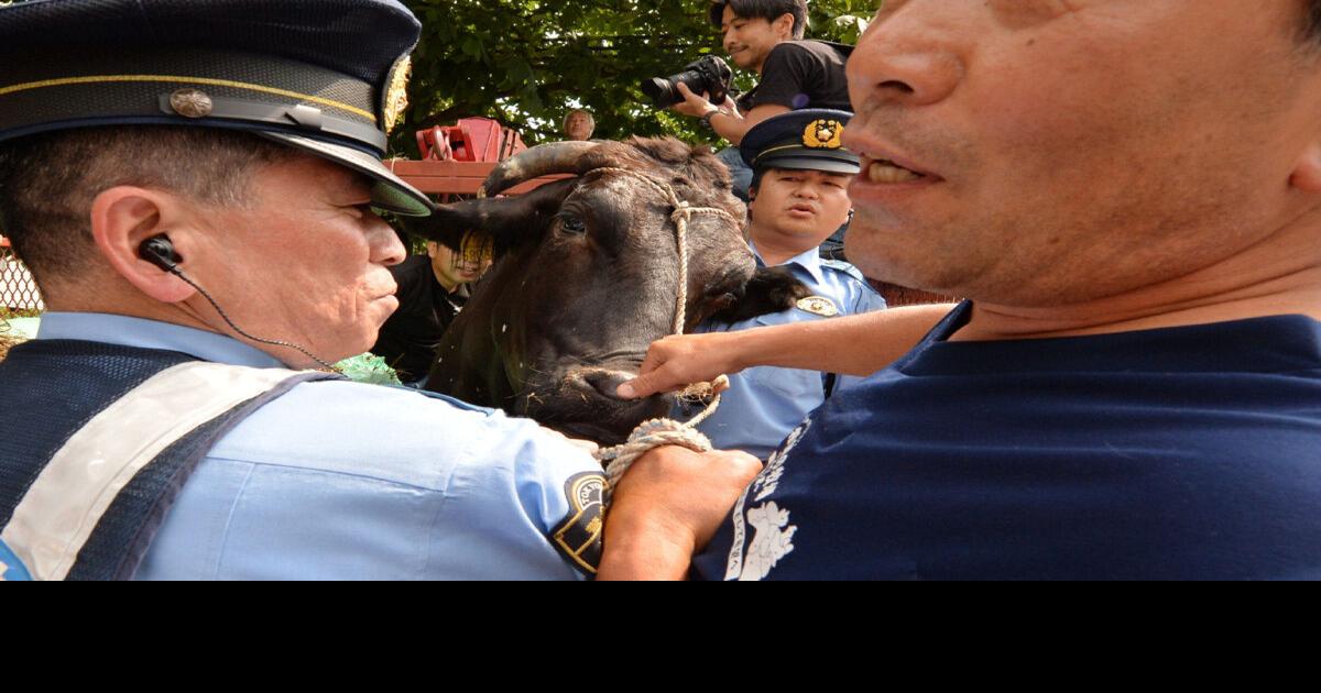 Fukushima farmers bring bull to Tokyo in appeal for government help