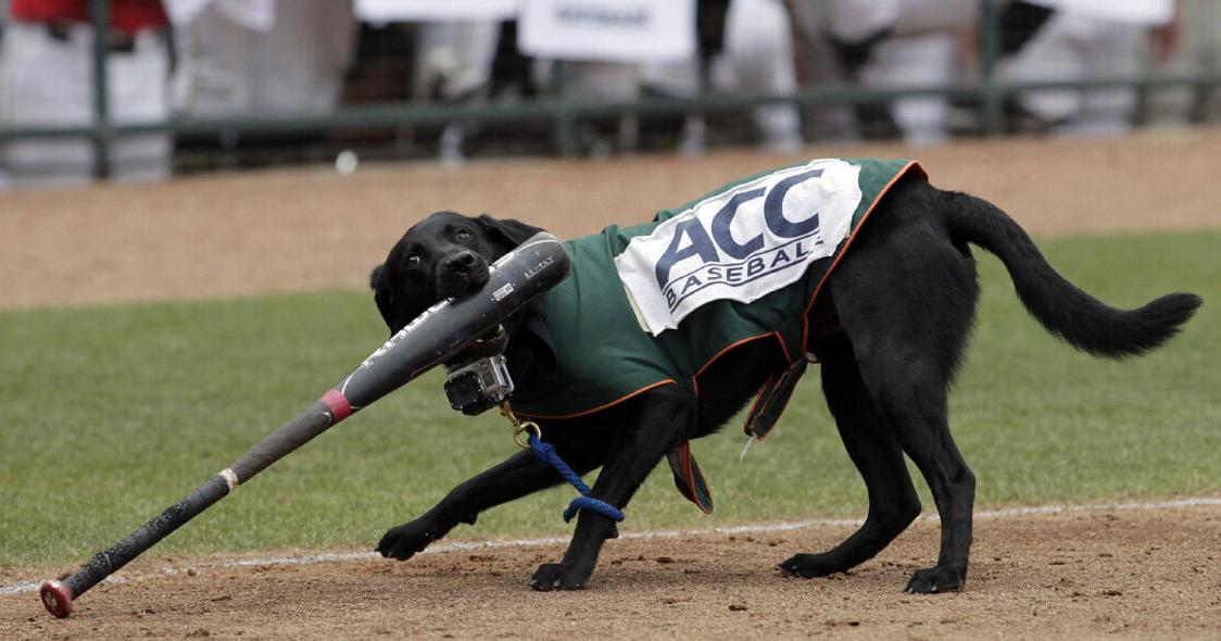 Bat dogs fetching attention around baseball