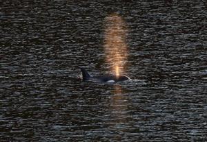 Fisheries Department warns boaters against disturbing orphan B.C. killer whale calf image