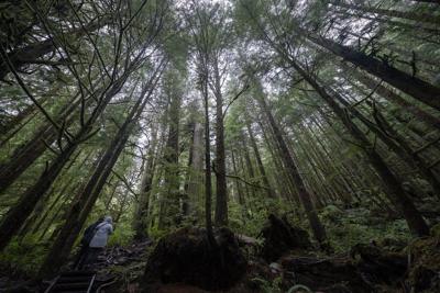 Logging firm wins injunction to halt Walbran Valley blockade on Vancouver Island