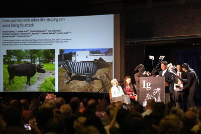 Ig Nobel cows.JPG