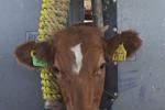 US says it will begin lifting a suspension of Mexican cattle imports starting in August