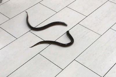 Live eels found in Scarborough Town Centre bathroom now safe in