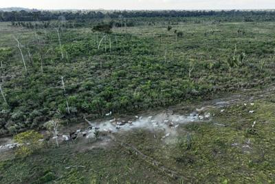 Brazil slaughterhouses reduce ties to Amazon deforestation, but cattle laundering remains issue