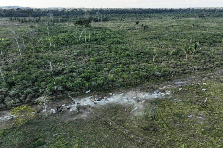 Brazil slaughterhouses reduce ties to Amazon deforestation, but cattle laundering remains issue