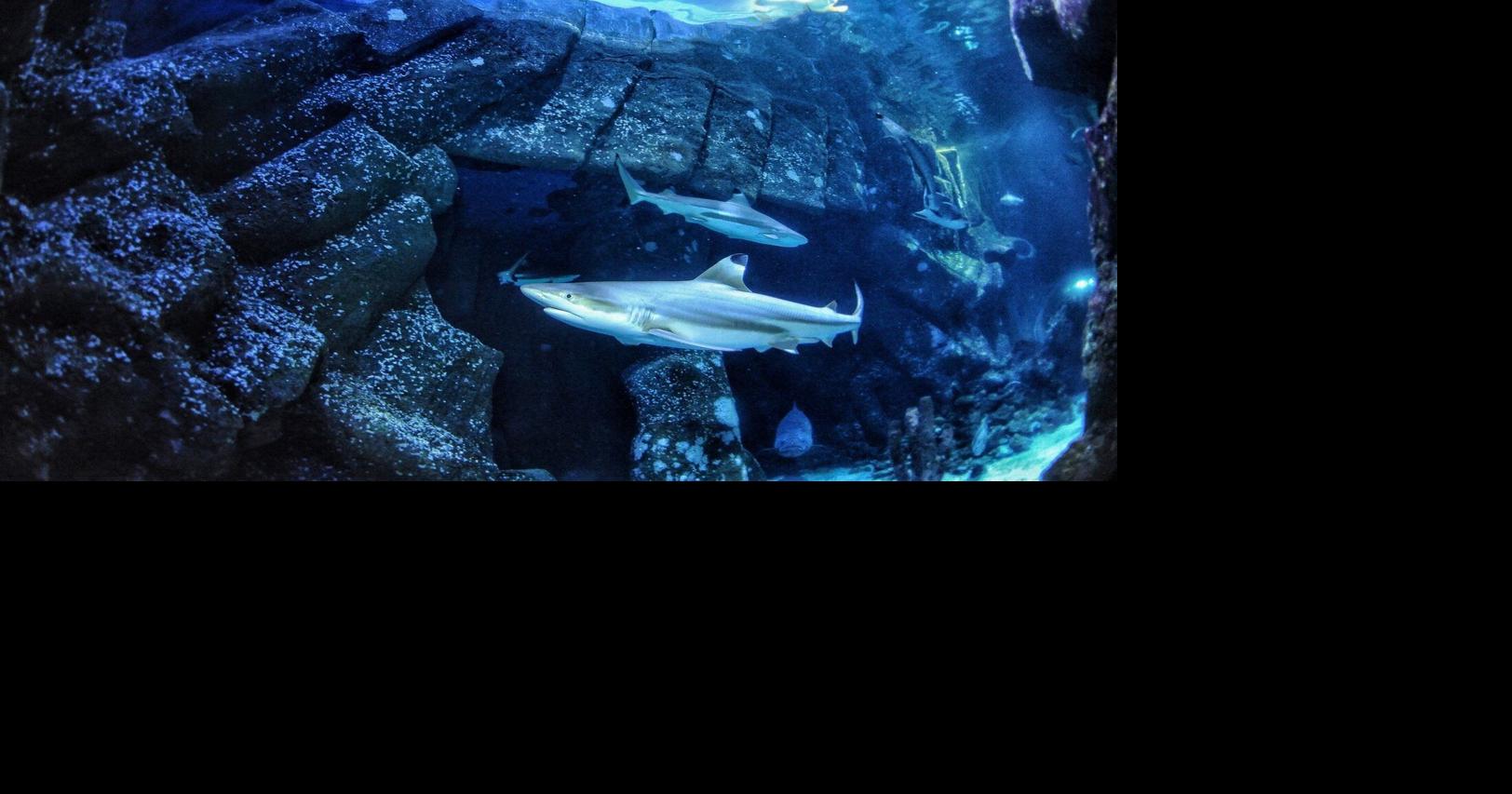 Sharks are famous for fearsome teeth, but ocean acidification could make them weaker