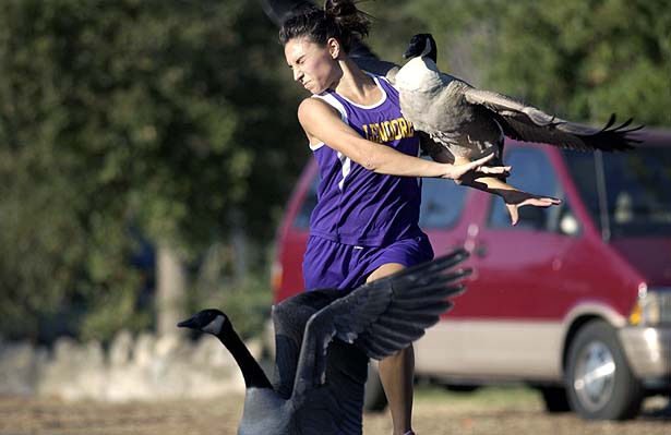 Canada goose discount attack edmonton