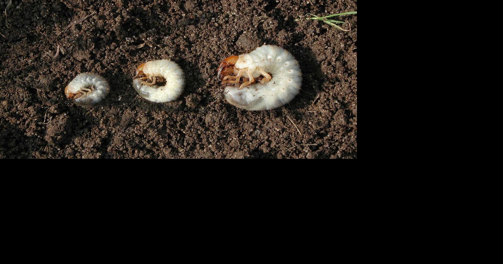 How to test your lawn for grubs and what to do if you find them