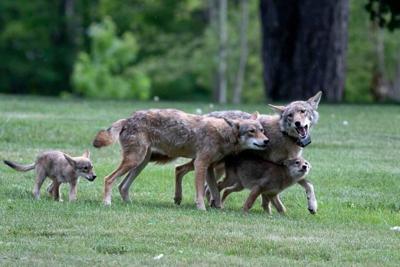 Jersey coyotes arrived here without human help