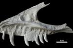 Remains of dinosaur skull found in B.C. campground belonged to T. rex 'great-uncle'