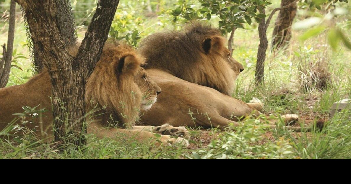 Poachers killed by lions after sneaking into South African game reserve
