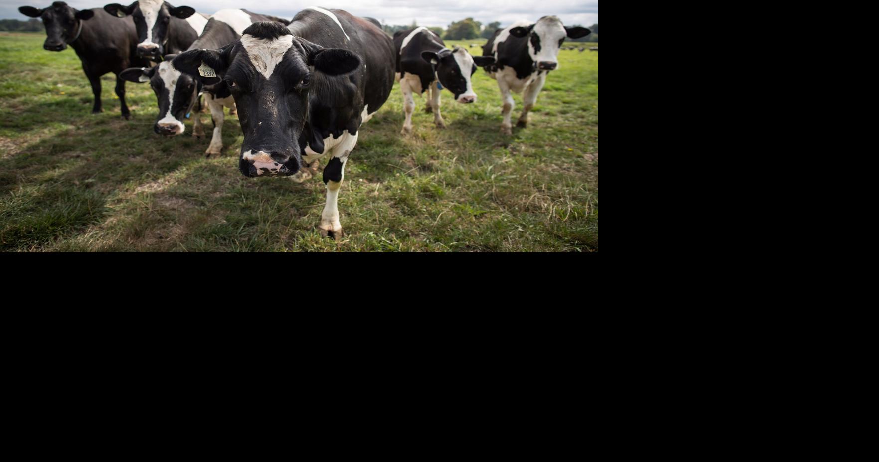 Trump's new 50% cheese tariffs and whey import ban poised to sting Canadian dairy exporters