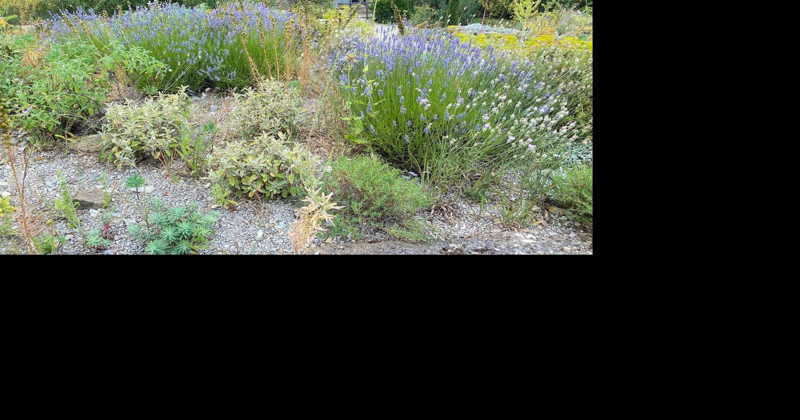 Gravel gardens can cut wildfire and heat risks. It's being used outside fire zones too