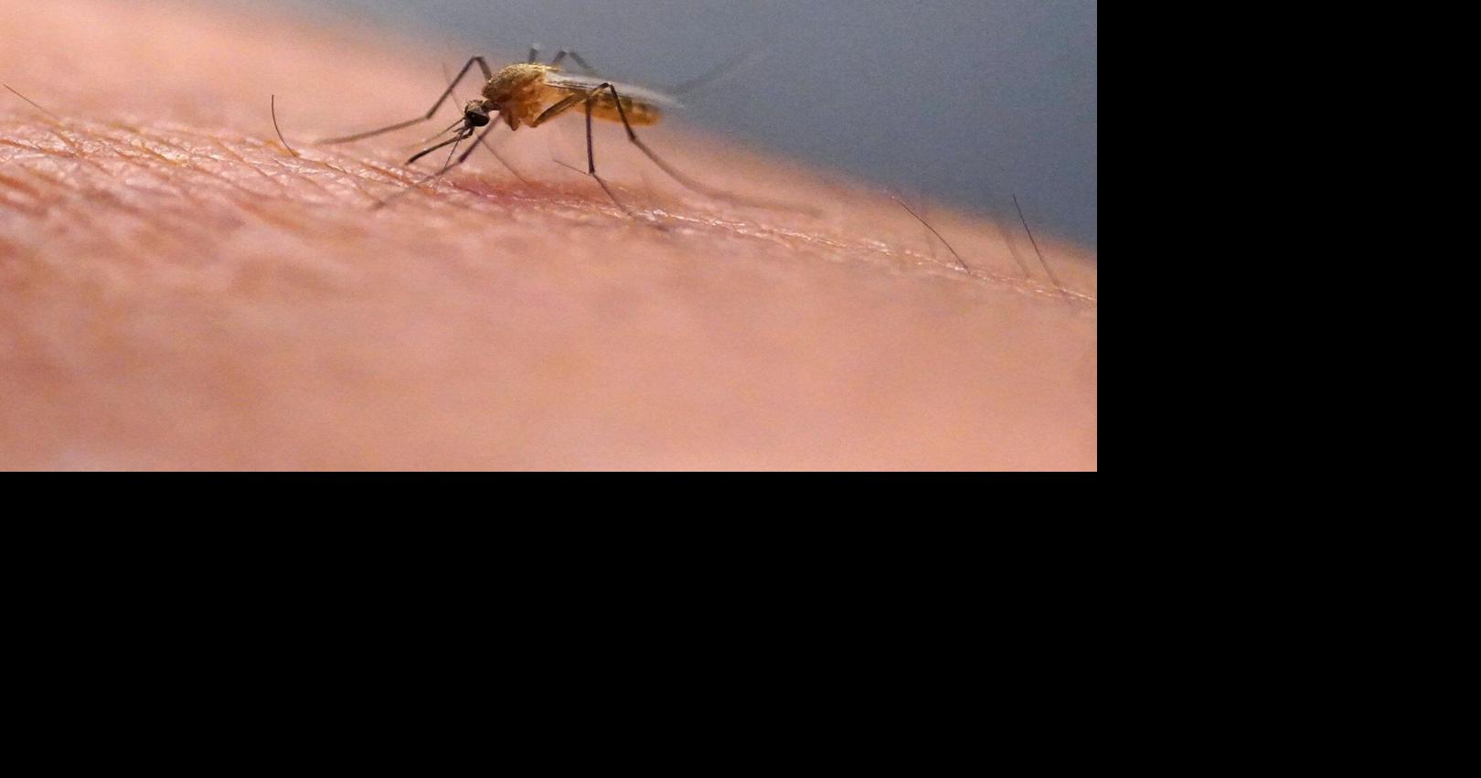 Scratching that bug bite might feel good at first but science explains why it's a bad idea