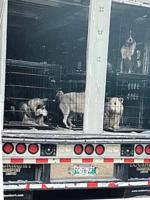 Ontario animal welfare agents seized dogs they said were in distress. Then the animals started to die on the government’s watch