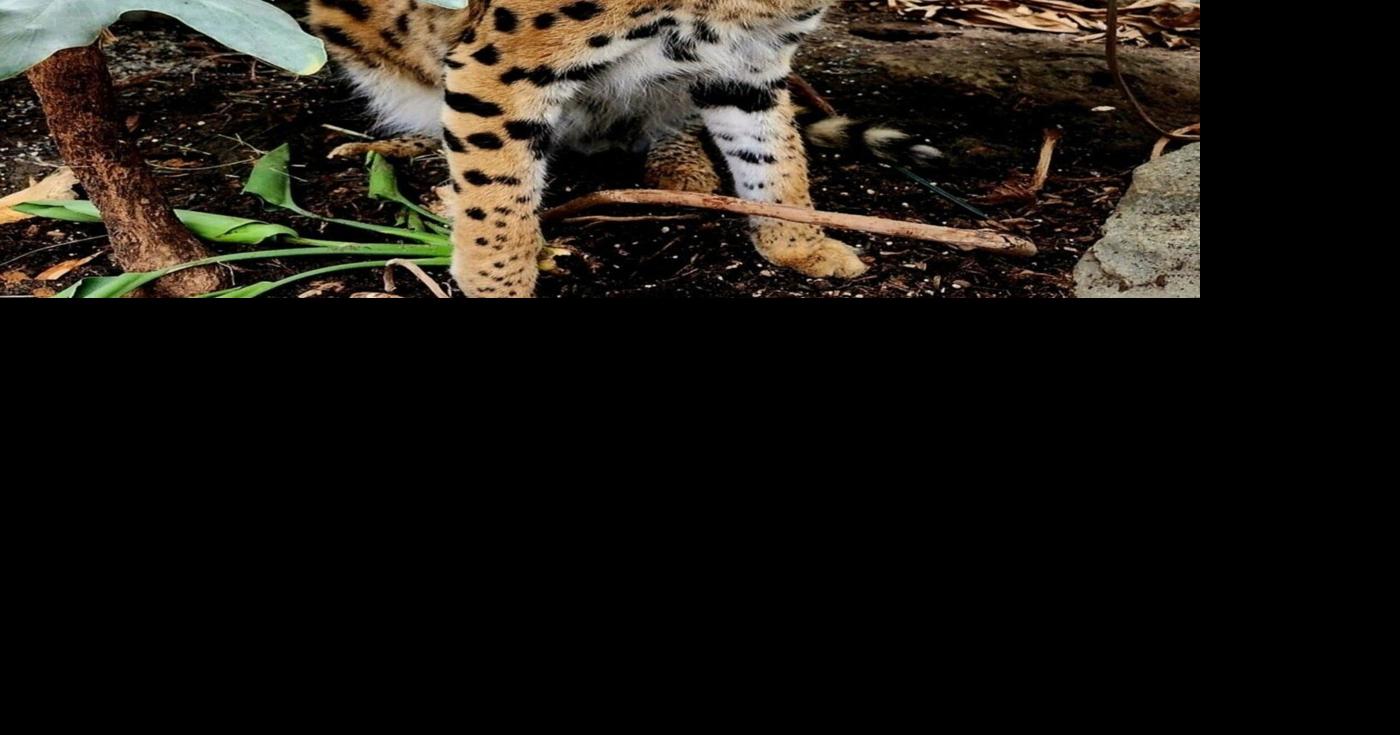 Owner of Gary, the African serval, says animal will suffer under B.C. exotic cat ban