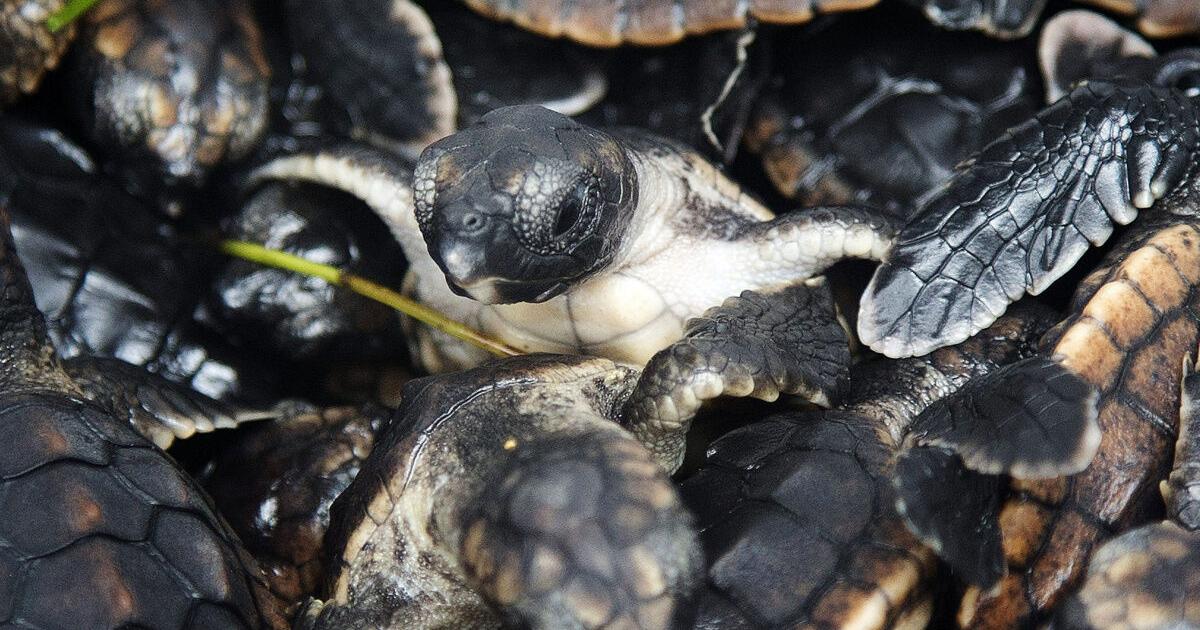 Hundreds of baby sea turtles released off Florida’s coast
