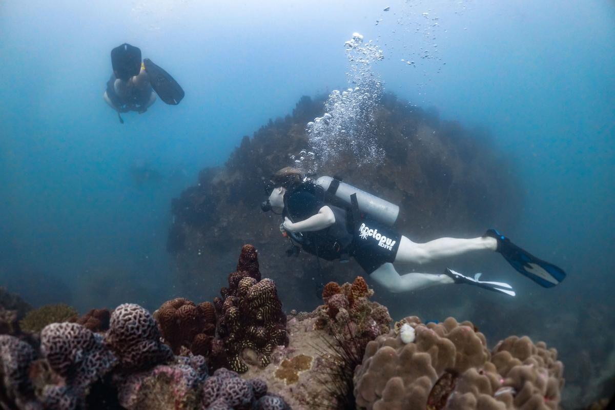 Experience the Wonders of the Ocean, Bahamas Scuba Diving