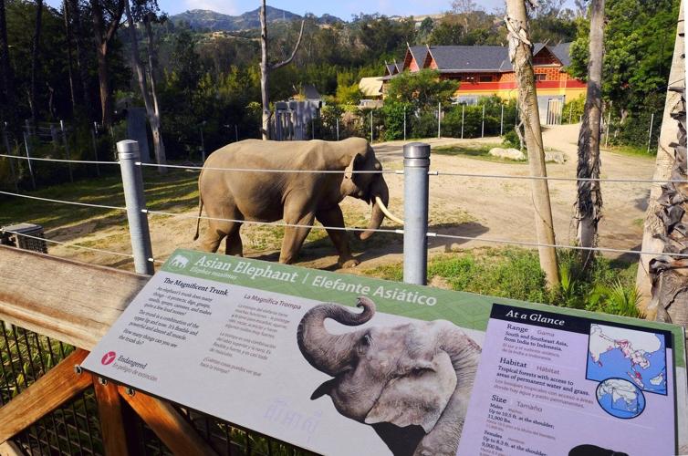 Aging elephants moved from Los Angeles to Tulsa Zoo, but advocates say they should be at a sanctuary