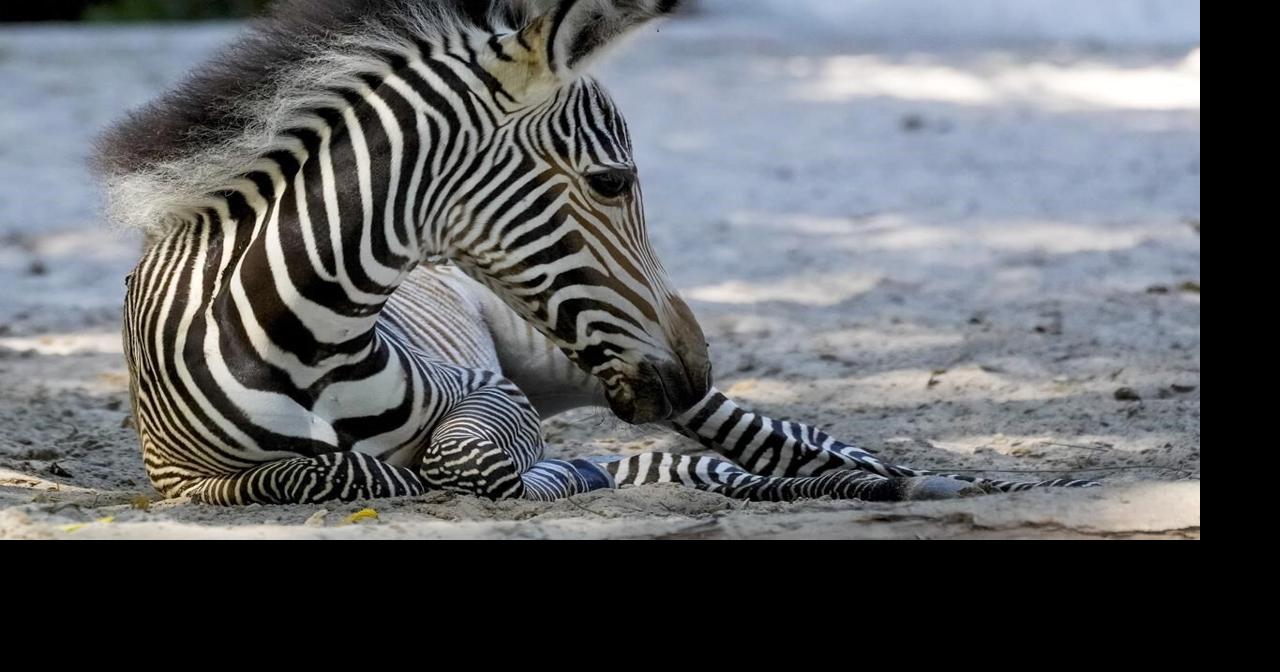 Saskatchewan government to help pay for care of Zebras seized from ...