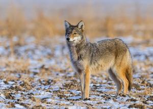 Toddler bitten in the face in coyote attack in Whitby playground