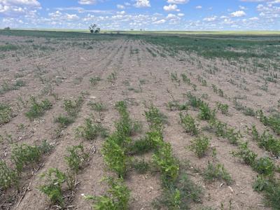 'Everything is dying': Prairie farmers, crops struggling with yearly droughts