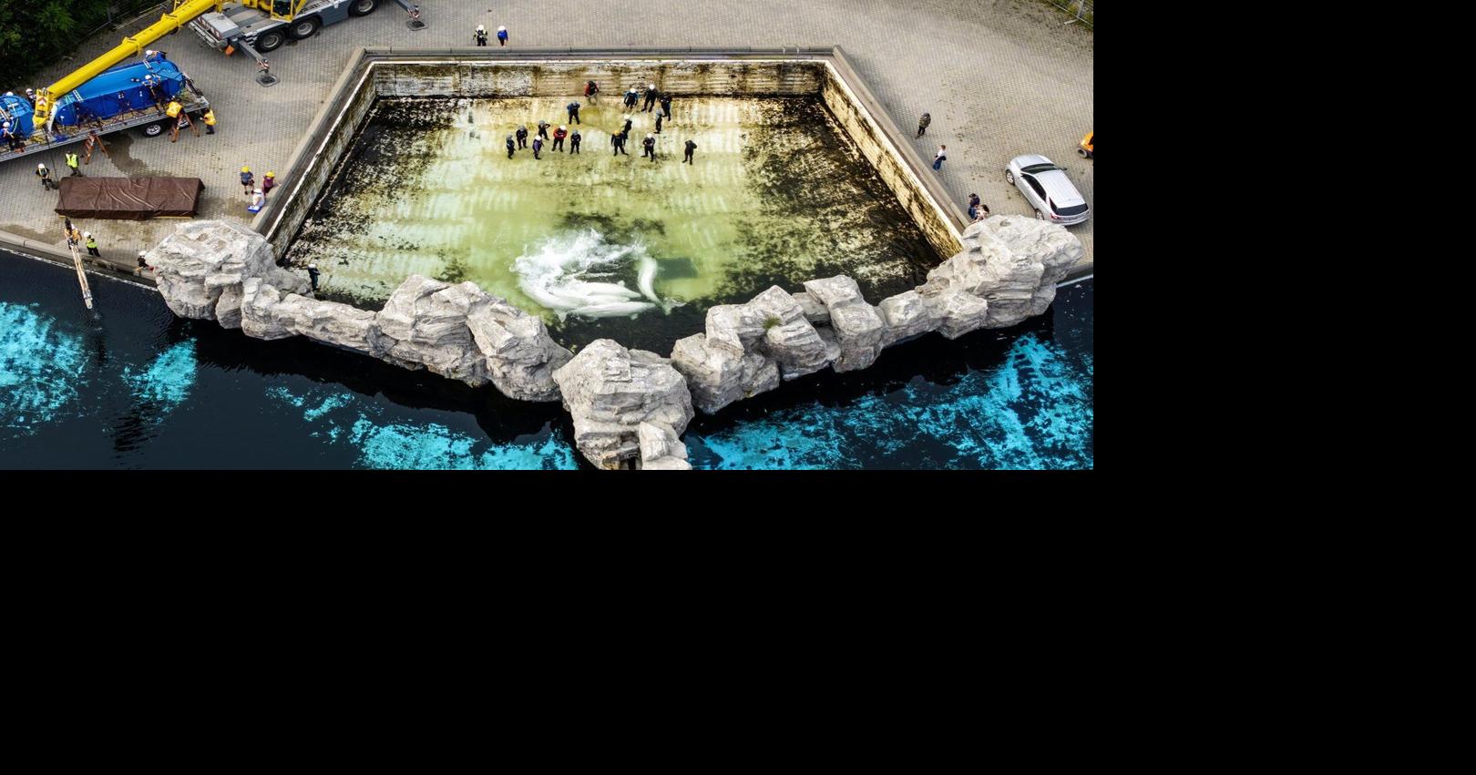 Fourth Marineland whale dies after relocation, third at Shedd Aquarium in Chicago