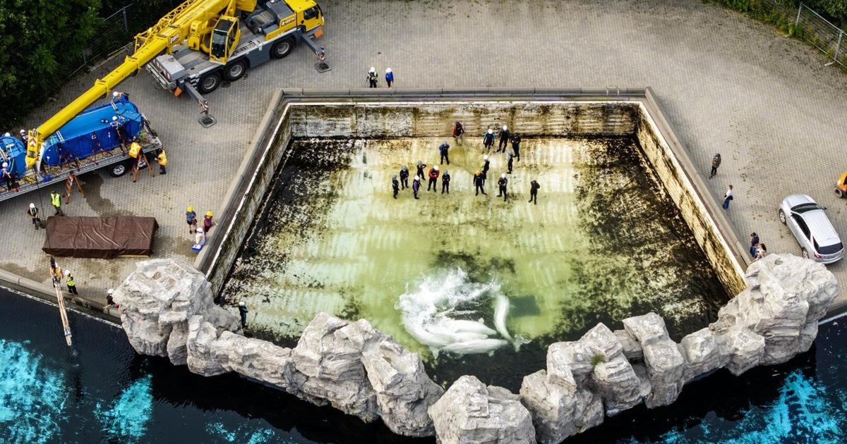 Fourth Marineland whale dies after relocation, third at Shedd Aquarium in Chicago - Toronto Star