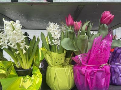 Brighten winter with indoor blooms by forcing spring bulbs to flower early
