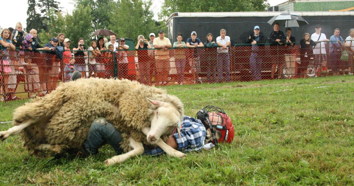 Busting their (lamb) chops: Rodeo for kids at the Port Perry fair