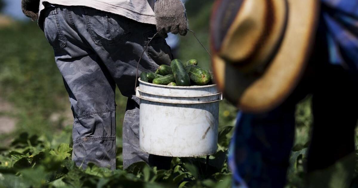 Migrant farm workers ‘in crisis’ amid pandemic, report says