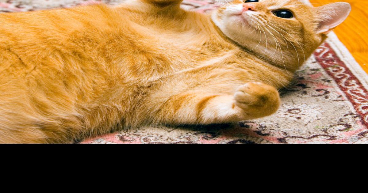 Cat puts a damper on relationship Ellie