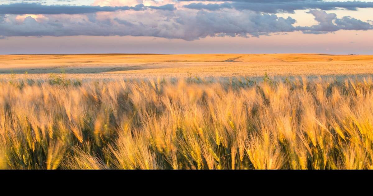 Saskatchewan microdistilleries focus on homegrown recipes for spirits