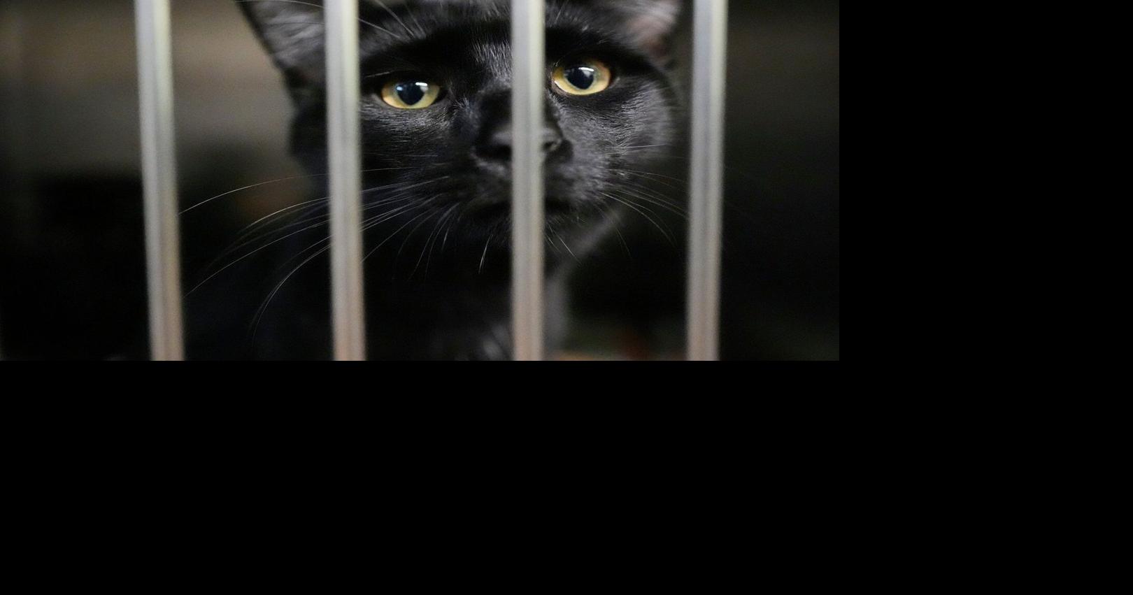 Families on SNAP worry about not just feeding themselves but also their pets