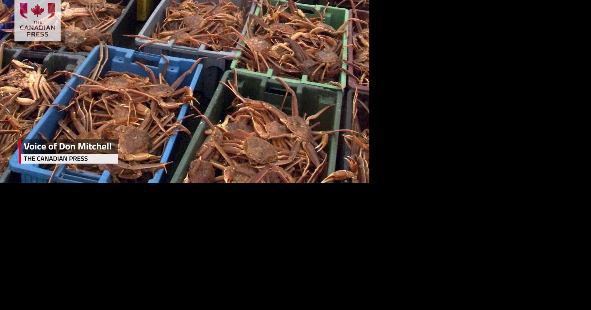 France hasn't issued crab licence off Newfoundland, despite surprising ...