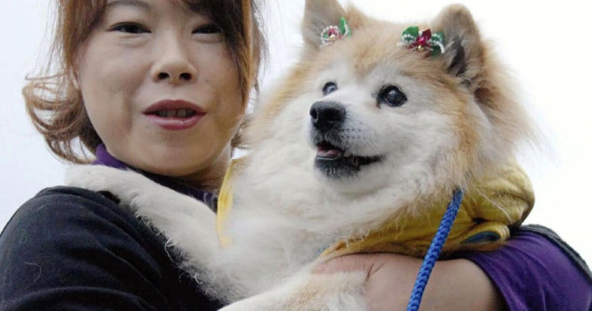 World’s oldest dog dies at 26