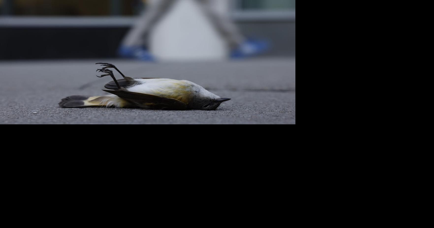 https://bloximages.chicago2.vip.townnews.com/thestar.com/content/tncms/assets/v3/editorial/c/c5/cc50137b-e1ae-57b3-8271-9e39cc07fcc0/6894f032c3858.image.jpg?crop=1763,926,0,125&resize=1200,630&order=crop,resize