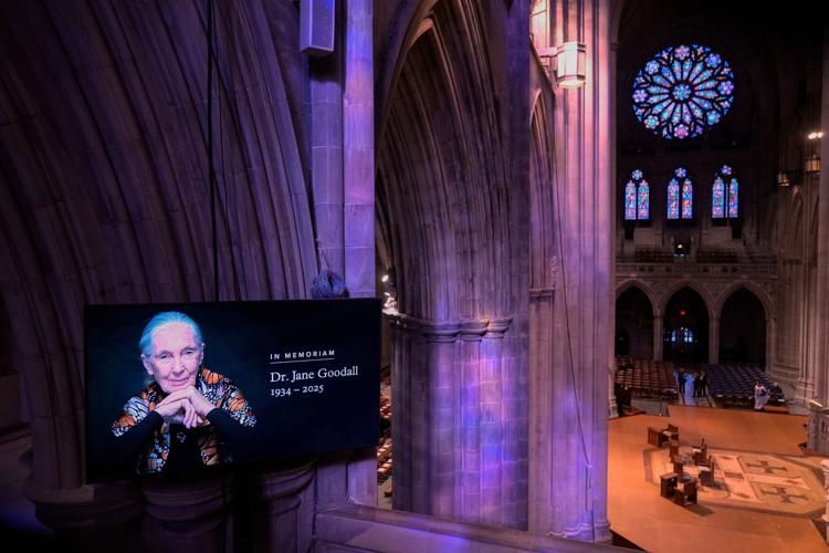 Jane Goodall honoured at U of T memorial service