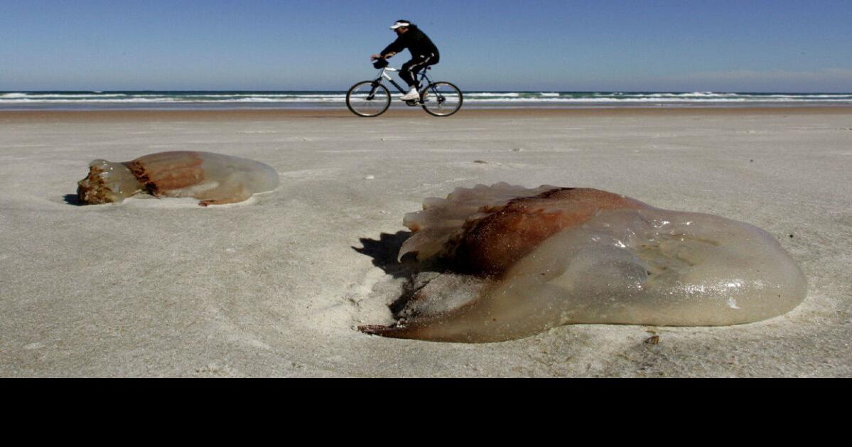 Growing jellyfish invasion oozes across southern U.S.