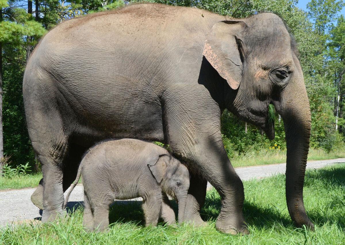 Zoo Negara Malaysia - An elephant's trunk is actually a long nose