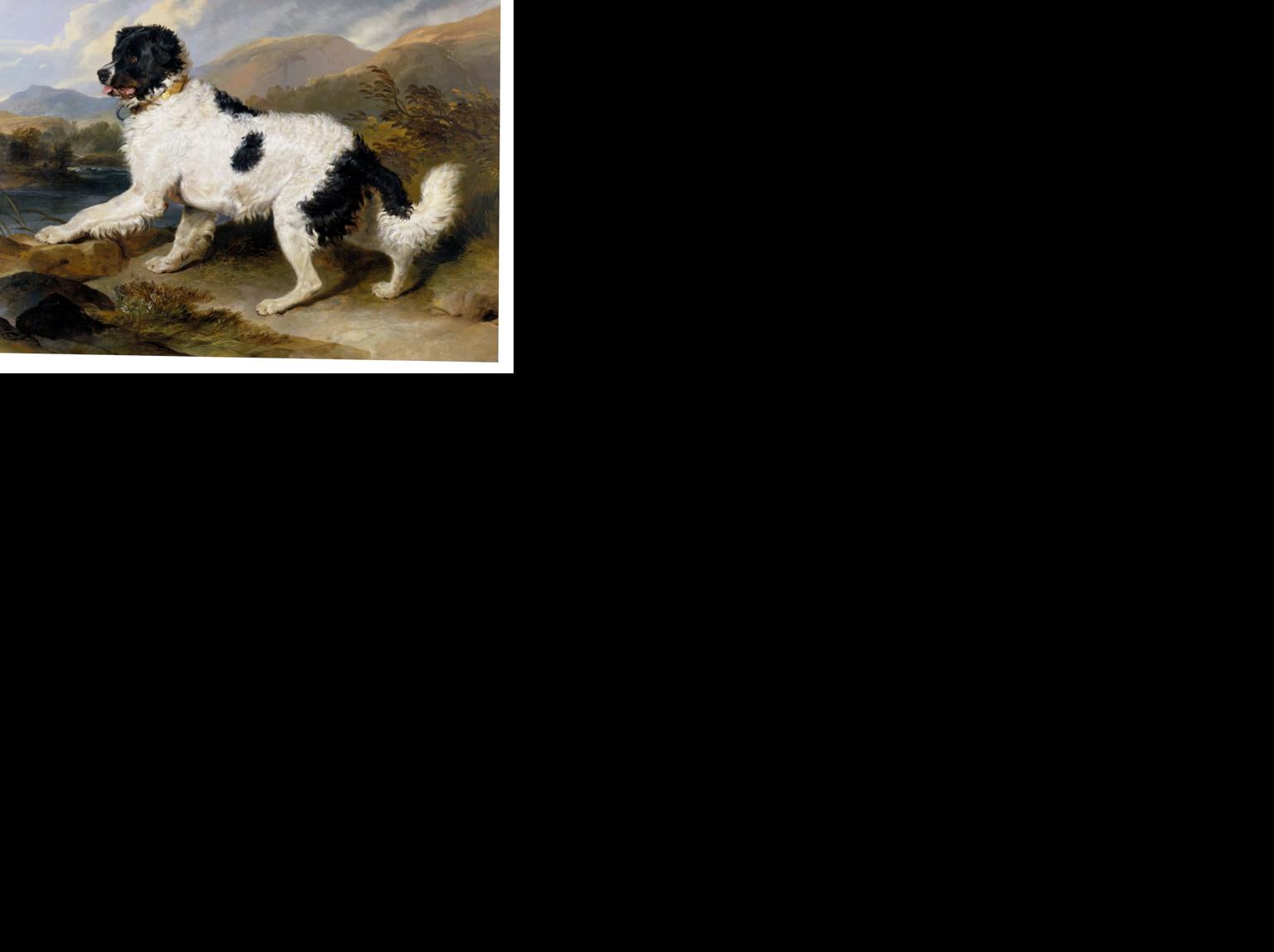 Newfoundland Dog painting.jpg