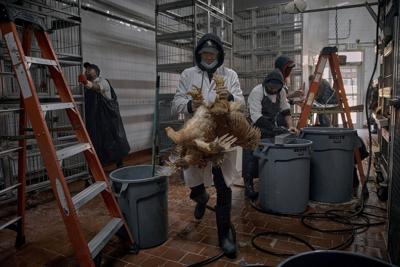 The US hasn't seen a human bird flu case in 3 months. Experts are wondering why
