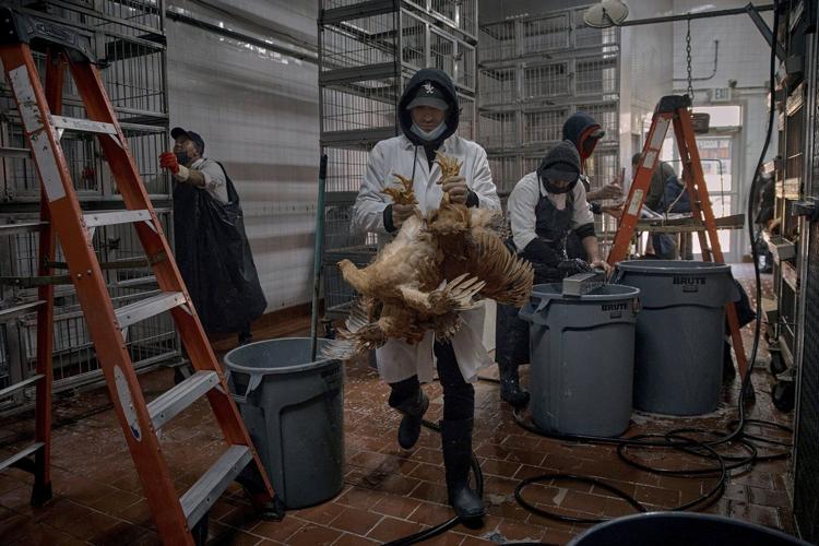 The US hasn't seen a human bird flu case in 3 months. Experts are wondering why