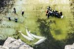 Fourth group of Marineland whales leaving shuttered Ontario park